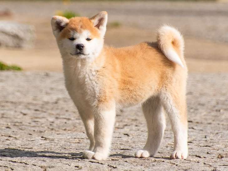 Chiots femelles Akita inu LOF 2 mois