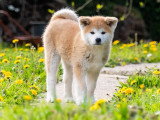Chiots femelles Akita inu LOF