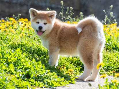 Chiots femelles Akita inu LOF