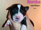 Mise en vente de 9 chiots Border Collie LOF nés en janvier 2026