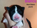 Mise en vente de 9 chiots Border Collie LOF nés en janvier 2026