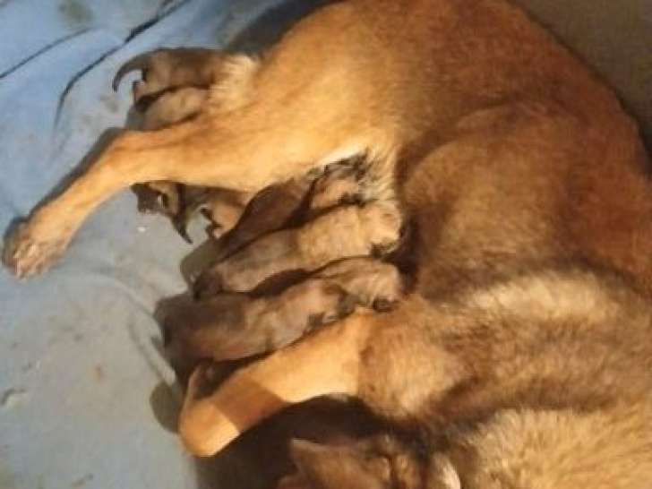 9 chiots Bergers Belges Malinois LOF à vendre, nés en janvier 2026