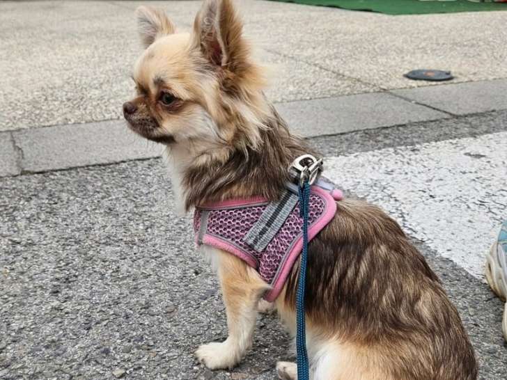 1 chienne Chihuahua LOF d'avril 2024 à vendre