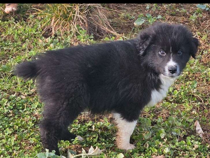 À vendre, un chiot mâle Berger Australien LOF de novembre 2025