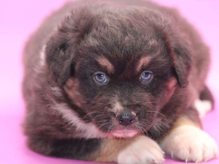 2 chiots femelles Bergers Australiens à réserver LOF de décembre 2025