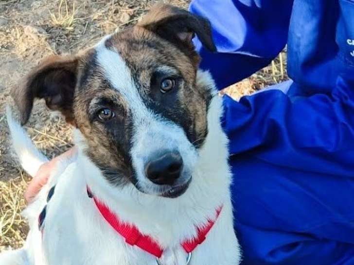Dany, adorable chiot affectueux et amical à adopter en association