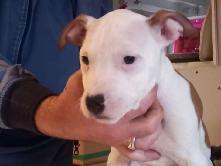 2 chiots American Staffordshire Terrier LOF à vendre