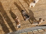 2 chiots Cairns Terriers femelles LOF à vendre, pelage sable et bringé, nées en octobre 2025