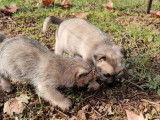 2 chiots Cairns Terriers femelles LOF à vendre, pelage sable et bringé, nées en octobre 2025
