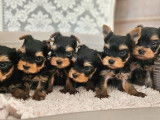 6 chiots Yorkshire Terriers LOF de novembre 2025 à réserver