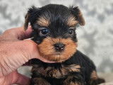 6 chiots Yorkshire Terriers LOF de novembre 2025 à réserver