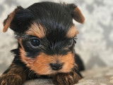 6 chiots Yorkshire Terriers LOF de novembre 2025 à réserver