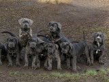 Chiots Cane Corso LOF disponibles de suite