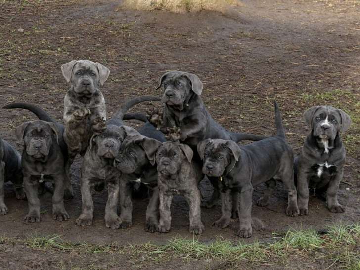 Chiots Cane Corso LOF disponibles de suite