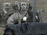 Chiots Cane Corso LOF disponibles de suite