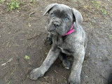 Chiots Cane Corso LOF disponibles de suite