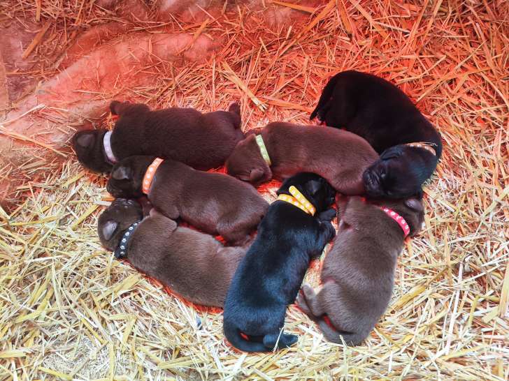 Superbe portée d'Aussiedor (Australian Sheprador) à vendre