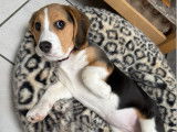 Chiot femelle Beagle de 5 mois à vendre