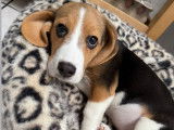 Chiot femelle Beagle de 5 mois à vendre