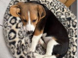 Chiot femelle Beagle de 5 mois à vendre