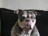 Mâle American Bully merle disponible pour saillie