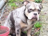 Mâle American Bully merle disponible pour saillie