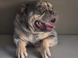 Mâle American Bully merle disponible pour saillie