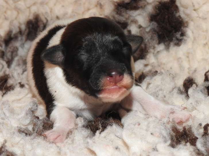 Chiots de race Fox Terrier à Poil Lisse à vendre (2 femelles & 5 mâles)