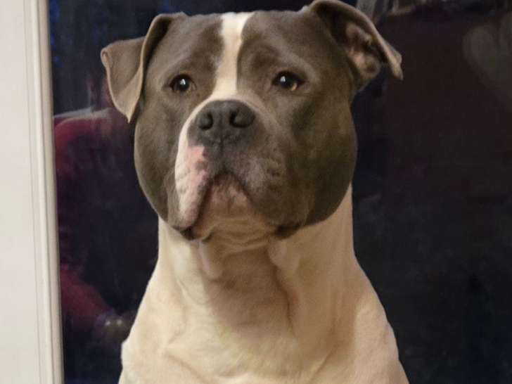 Mâle American Staffordshire Terrier disponible pour saillie