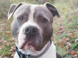Mâle American Staffordshire Terrier disponible pour saillie