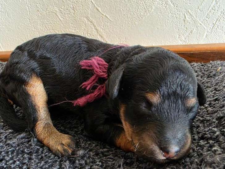 Caniche noir et feux Toys et nain