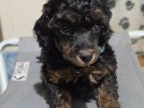 Male disponible de suite