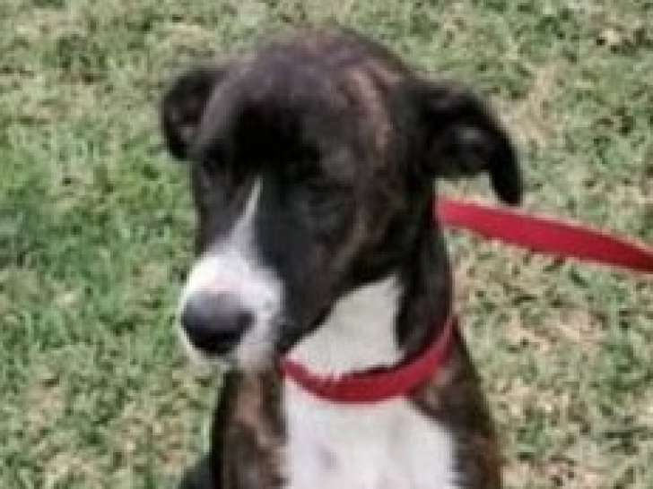 Jeune chienne à adopter en association