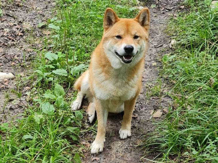 Aïko, mâle Shiba Inu disponible pour saillie