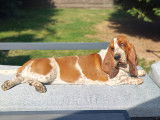 Mâle Basset Hound disponible pour saillie