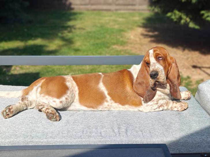 Mâle Basset Hound disponible pour saillie