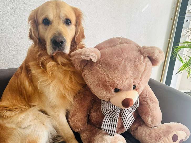 Superbes mâles Golden Retrievers disponibles pour saillie