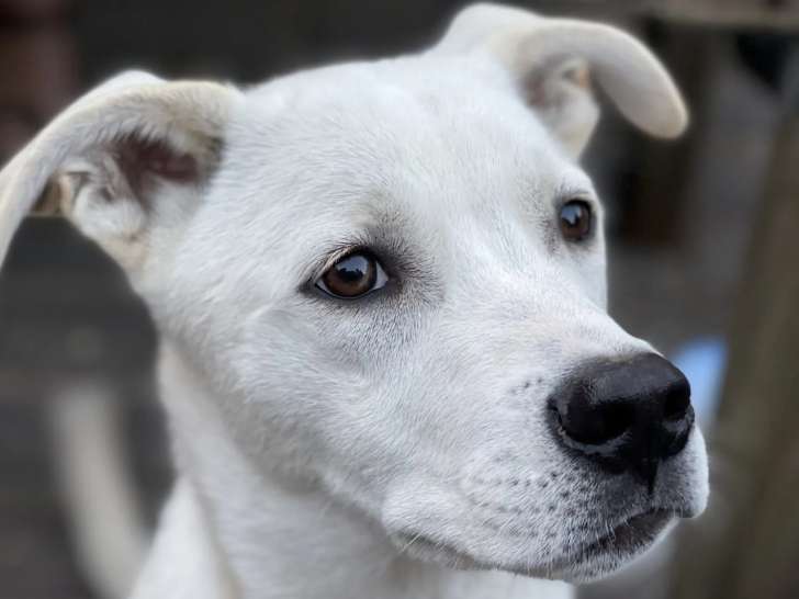 Disponible à l’adoption : chien Husky de Sibérie blanc