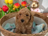 Chiots Labradoodle miniatures à vendre