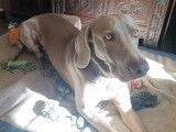 Titus, mâle Braque de Weimar à donner