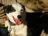 Leta, chienne Border Collie de 5 ans à adopter en association
