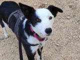Leta, chienne Border Collie de 5 ans à adopter en association
