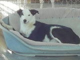 Leta, chienne Border Collie de 5 ans à adopter en association