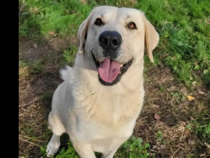 À adopter : chienne Berger au pelage beige