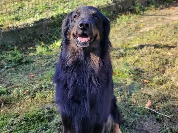 Disponible à l’adoption : chien Hovawart noir et feu
