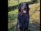 Disponible à l’adoption : chien Hovawart noir et feu
