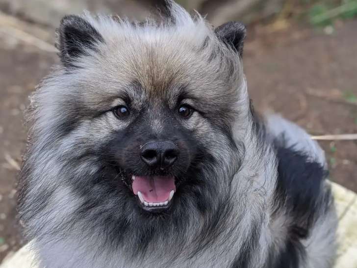 Prêt pour l’adoption : chien Spitz Loup noir et gris de 5 ans