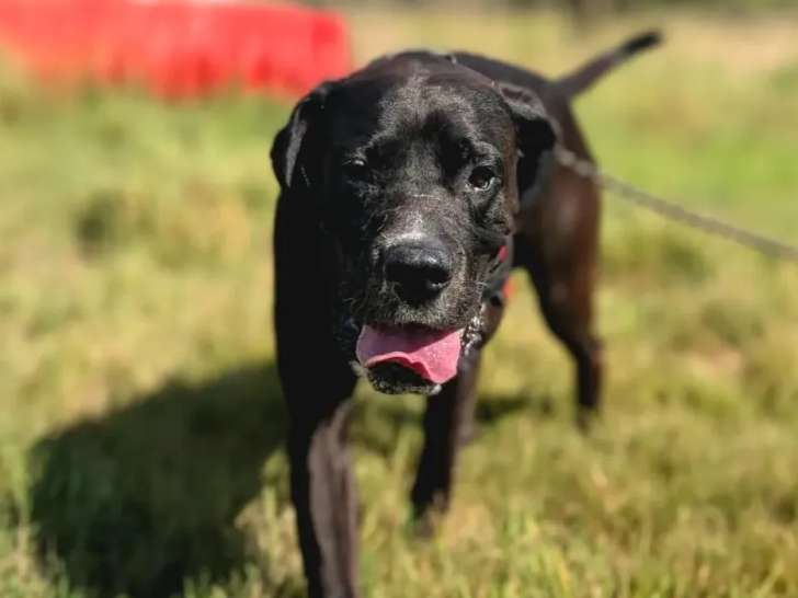 Prêt pour l’adoption : chien Boxer noir