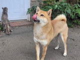À adopter : chien Shiba fauve de 10 ans