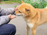 À adopter : chien Shiba fauve de 10 ans